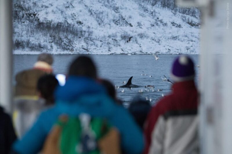 From Tromsø: Whale Watching Safari on High-Speed Catamaran - Onboard Amenities