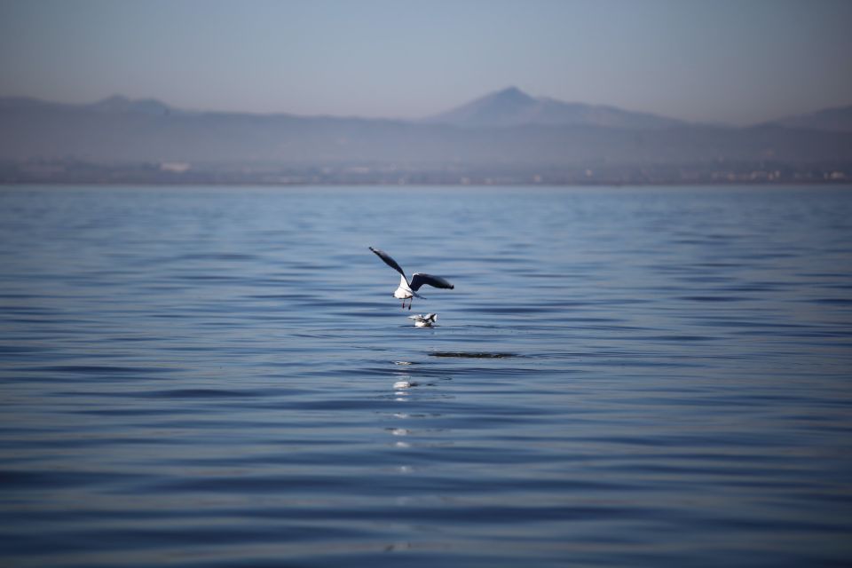 From Valencia: Private Albufera Van Tour With Boat Ride - Unique Tour Features