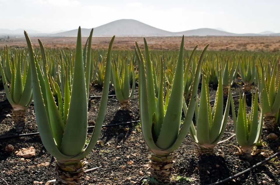 Fuerteventura: Discovery Tour - Scenic Views and Cultural Experiences