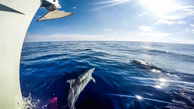 Fuerteventura: Sailing With Snorkeling and Dolphin Watching - Important Information