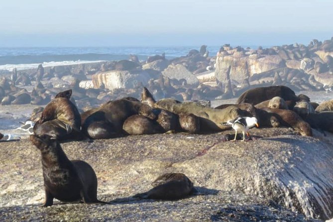 FULL Day Cape of Good Hope and Boulders Penguin Colony - Cape of Good Hope