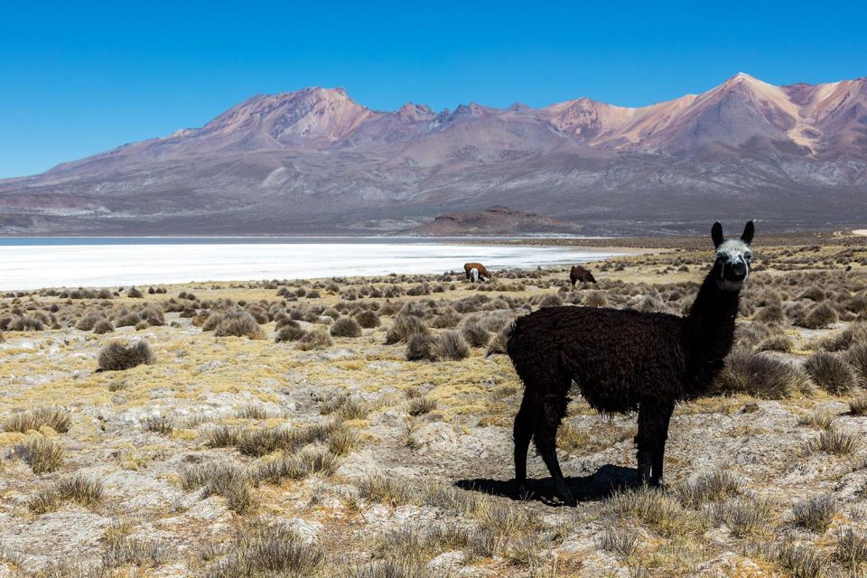 Full Day Excursion to the Salinas Lagoon Arequipa - Recommendations