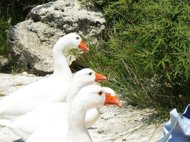 Full-Day Kournas Lake & Argyroupoli From Rethymno - Customer Experience