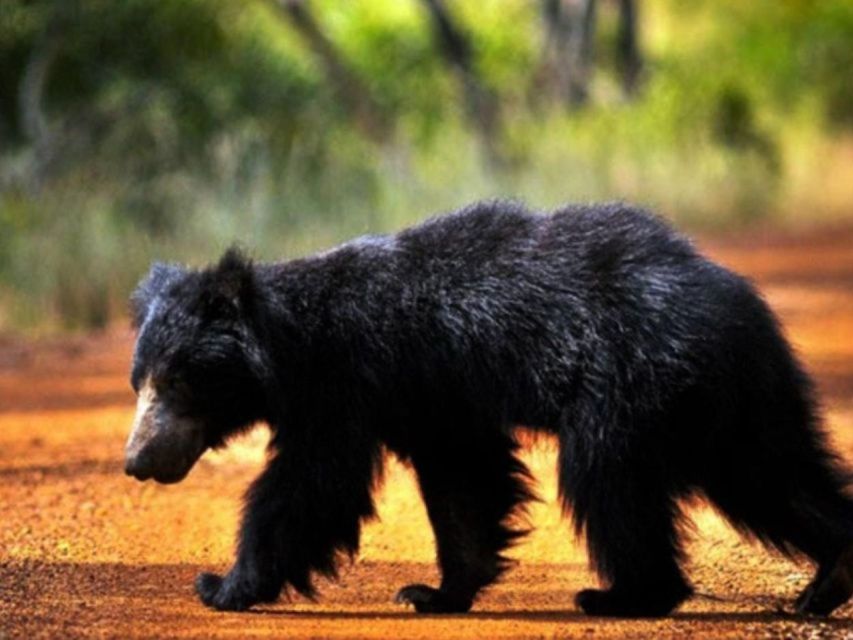 Full Day Udawalawe Safari Adventure With Lunch (Private) - Frequently Asked Questions