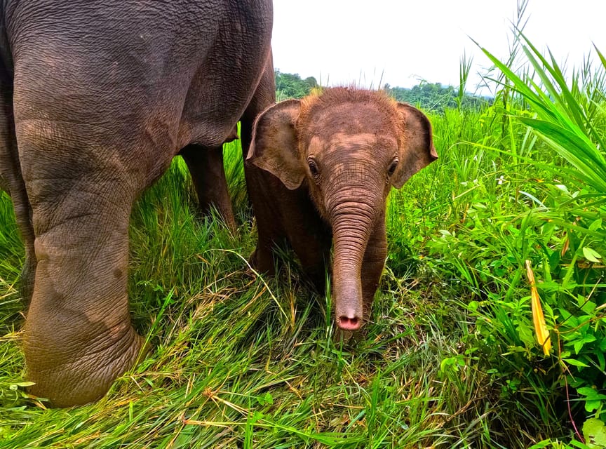 Full-Day With CHIANGMAI ELEPHANT CARE and Sticky Waterfall - Elephant Care Experience