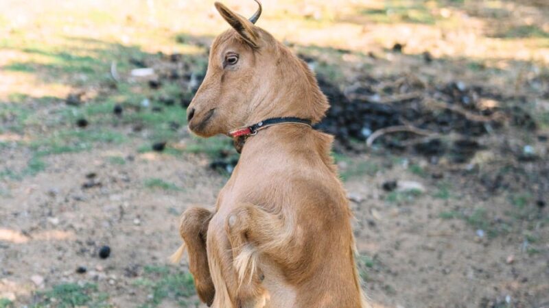 Gallura: Picnic on a Farm With Animals - Picnic Seating and Options