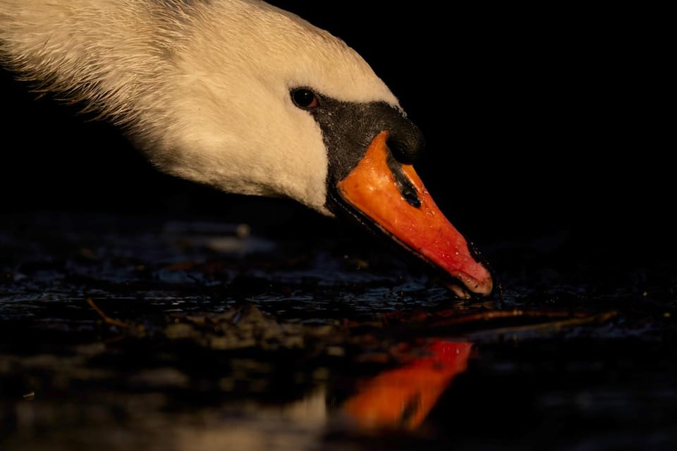 Glasgow: Beginners Wildlife Photography Workshop - Workshop Logistics