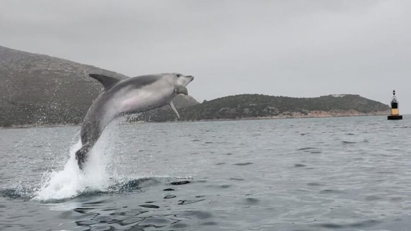 Golfo Aranci: Small Group Kayak Tour With Aperitif &Dolphins - Important Considerations