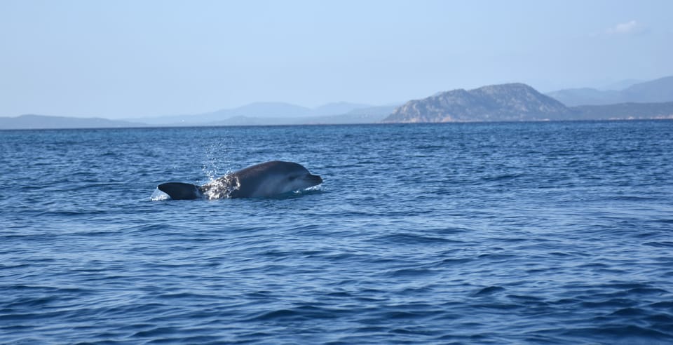 Golfo Aranci: Sunrise Dolphin Kayak Tour With Breakfast - Pricing and Availability