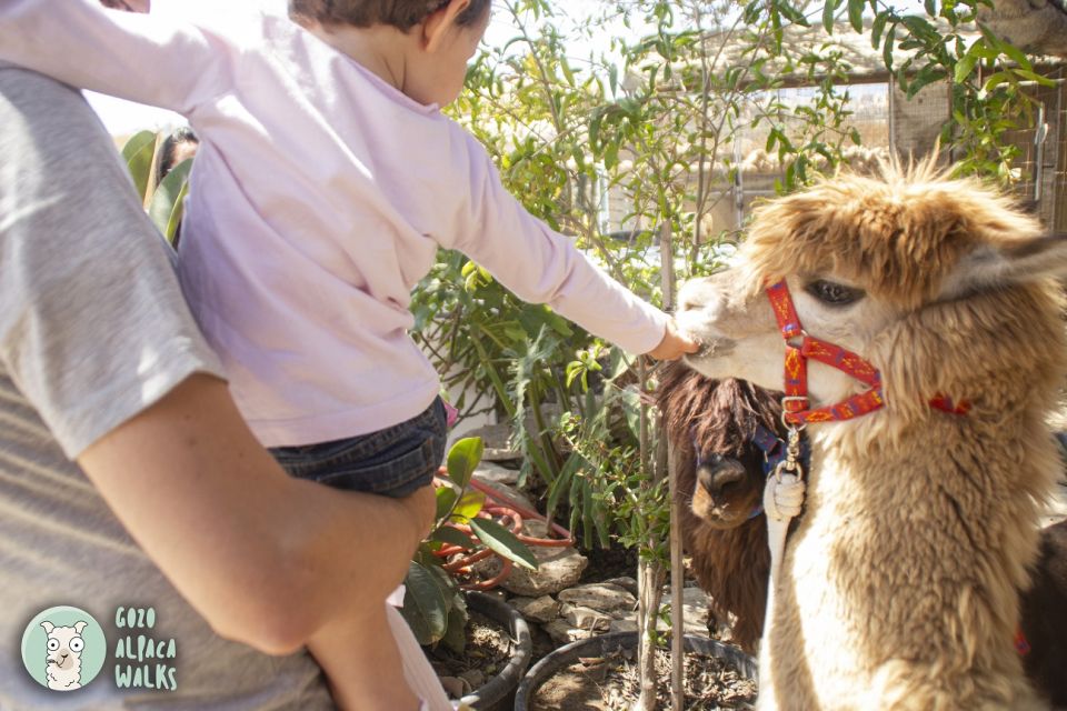 Gozo Alpaca Walks : With Feeding and Farm Visit - Included Features