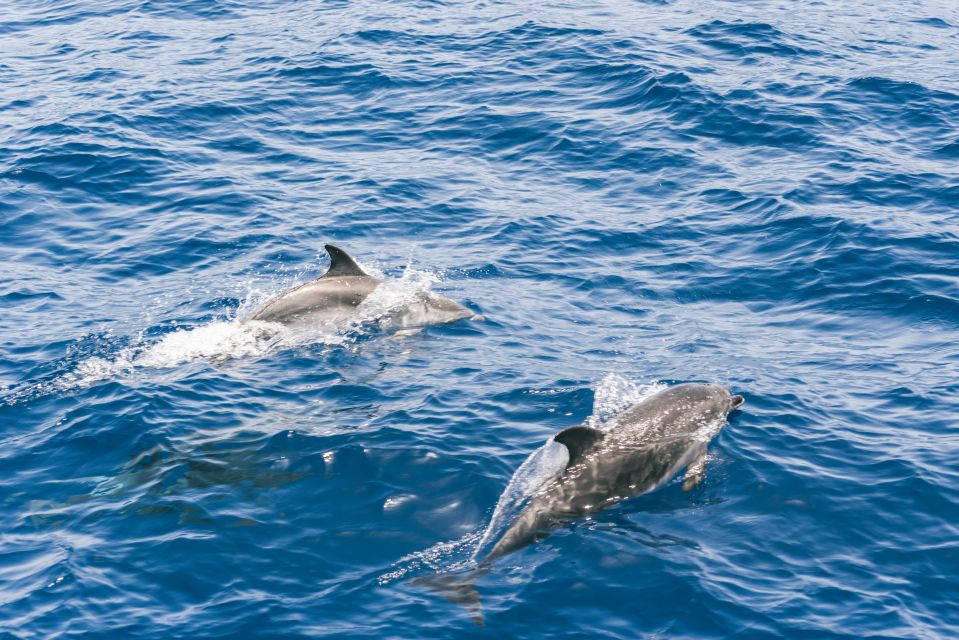 Gran Canaria: Dolphin and Whale Watching Cruise - Customer Reviews