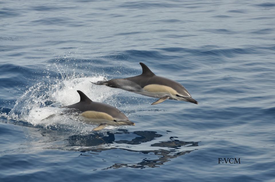 Gran Canaria: Dolphin and Whale Watching Cruise - Customer Feedback