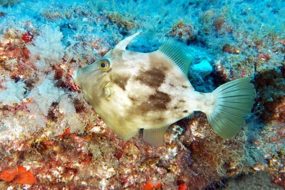 Gran Canaria: Snorkeling Trip - Marine Life Encounters