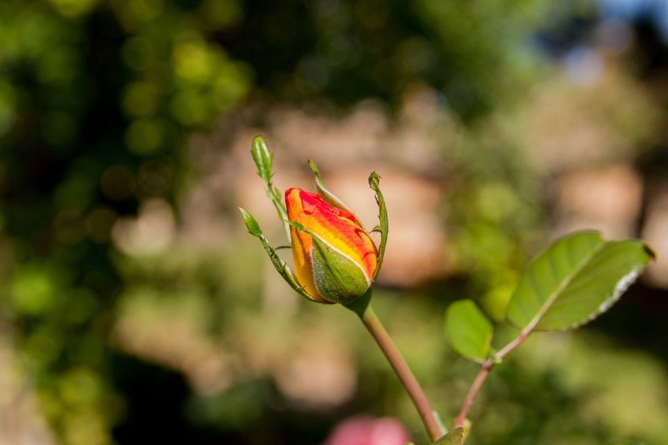 Granada: Alhambra Gardens, Generalife & Alcazaba Guided Tour - Important Information