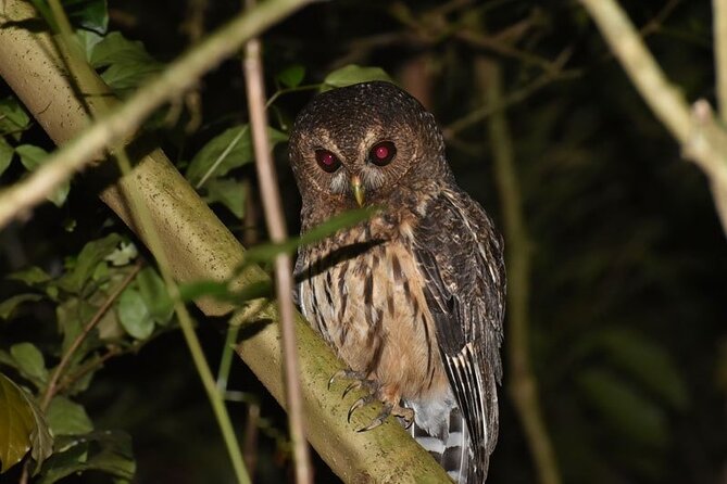 Group Guided Night Walking Tour in Monteverde - Meeting and End Points