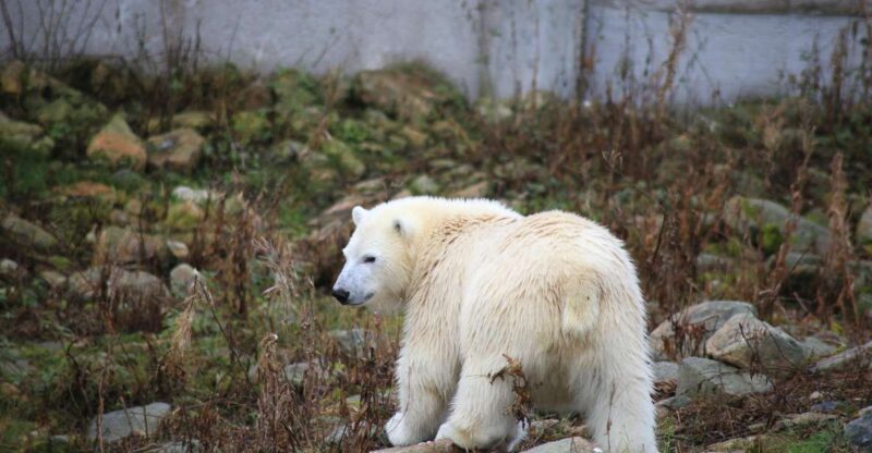 Guided Tour in Ranua Zoo With Hotel Pick up - Group Options and Language Availability