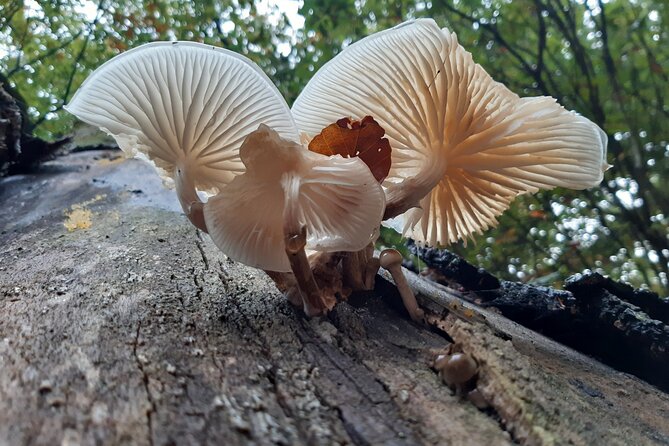 Guided Walking Tour of New Forest National Park in Hampshire - Customer Feedback and Experiences