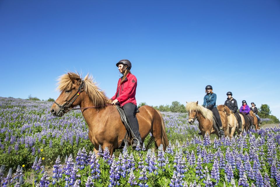 Hafnarfjörður: Horseback Riding Tour in Reykjavik Area - Meeting Location