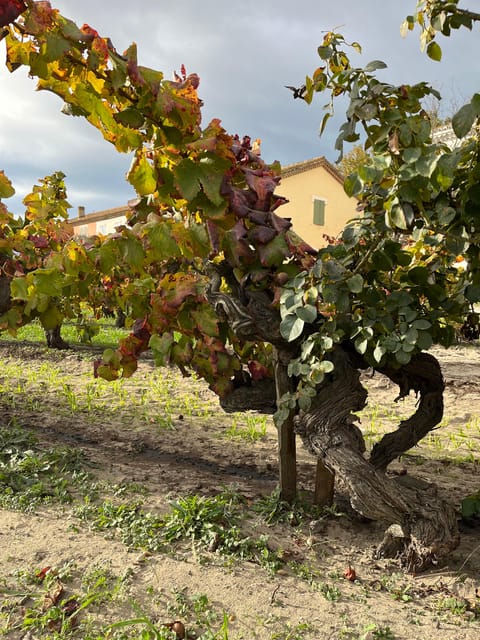 Half Day Camargue Wine Tour: Fortified City and Rosé Wines - Transportation and Meeting Point