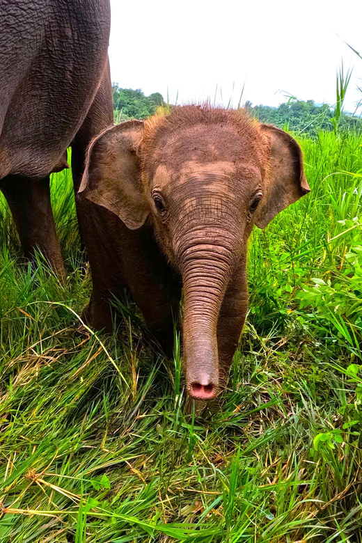 Half-Day Visit at CHIANGMAI ELEPHANT CARE Program (8am-1pm) - Itinerary and Pickup