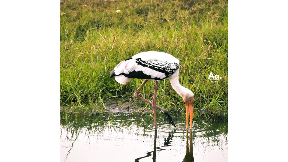 Half-Day Wild Safari in Kumana National Park - Transportation and Guides