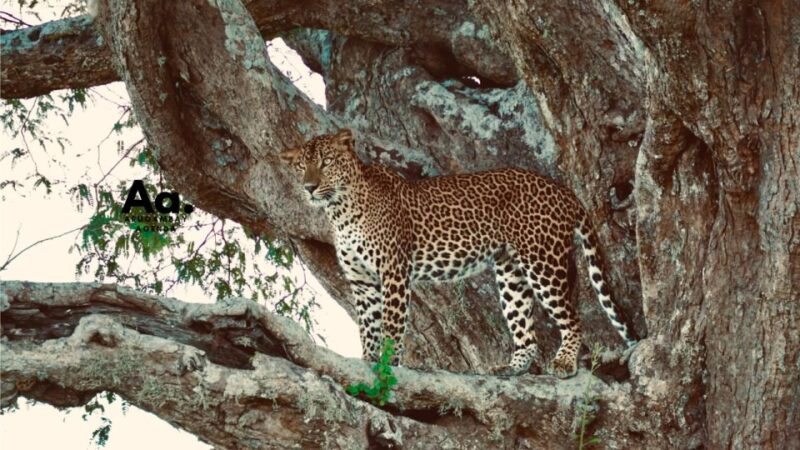Half-Day Wild Safari in Yala National Park - Safari Highlights and Experiences