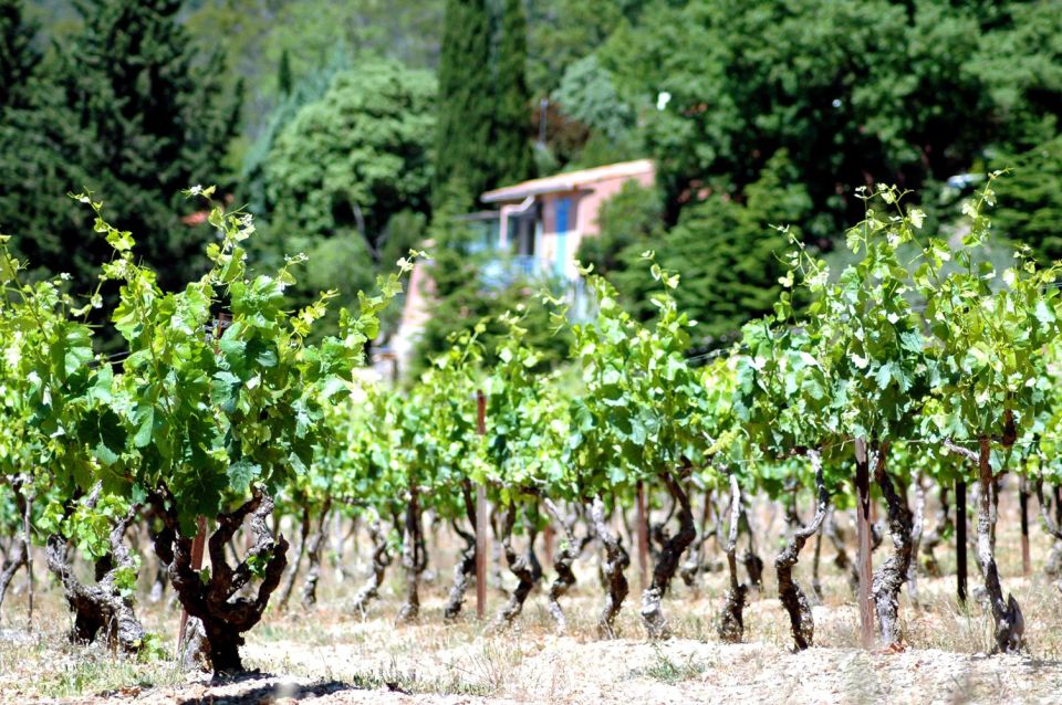 Half-Day Wine Tour in Andalusia in Small Group - Participant Information