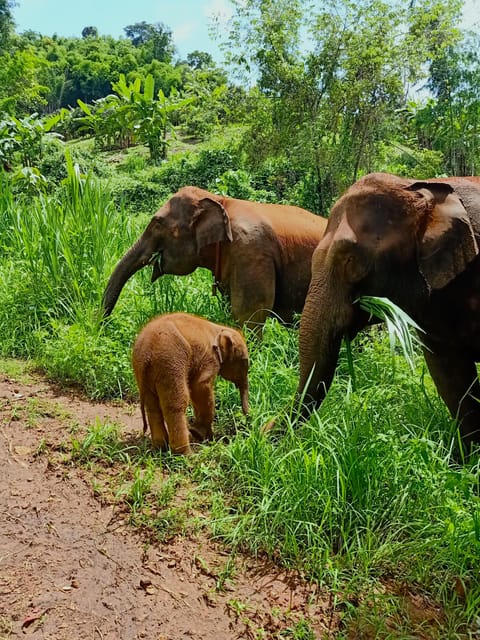 Half-Day With CHIANGMAI ELEPHANT CARE Program (12pm-5pm.) - Inclusion Details