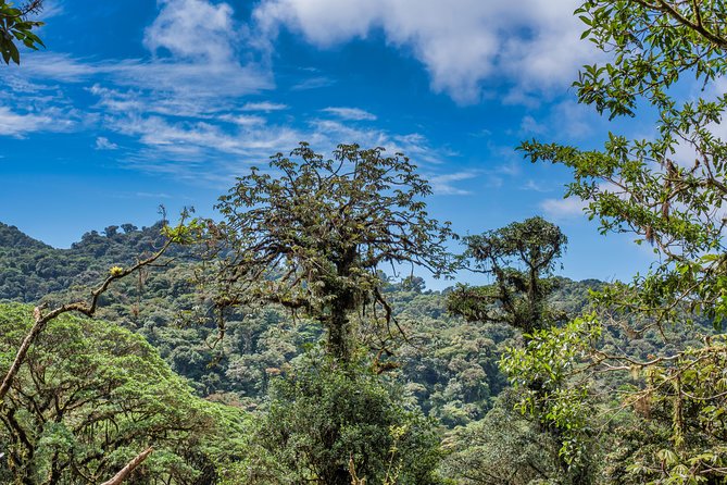 Hanging Bridges & Tour Guide From Monteverde - Guide Expertise and Engagement