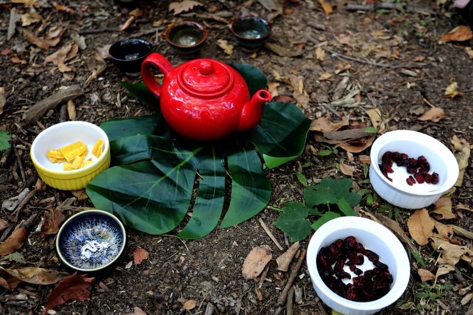 Healing With the Forest - Sensory Exploration