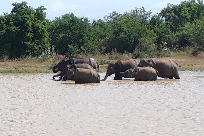 Hello One Day Udawalawe National Park Elephant Safari - Important Tour Information