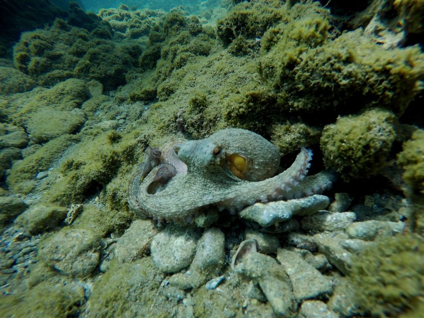 Heraklion: Scuba Diving Trip for Beginners - Participant Suitability