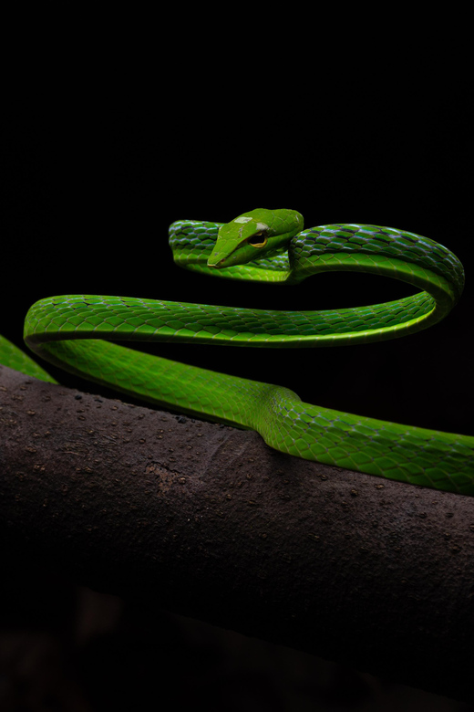 Herpetofauna Night Walk - Essential Amenities Provided