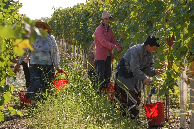 Highlights of Kakheti Region-Signagi,Bodbe,Wine Tasting(Private Tour) - Wine Tasting Experience