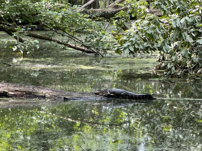 Highlights of New Orleans City and Swamp Tour Combination - Exciting Airboat Adventure