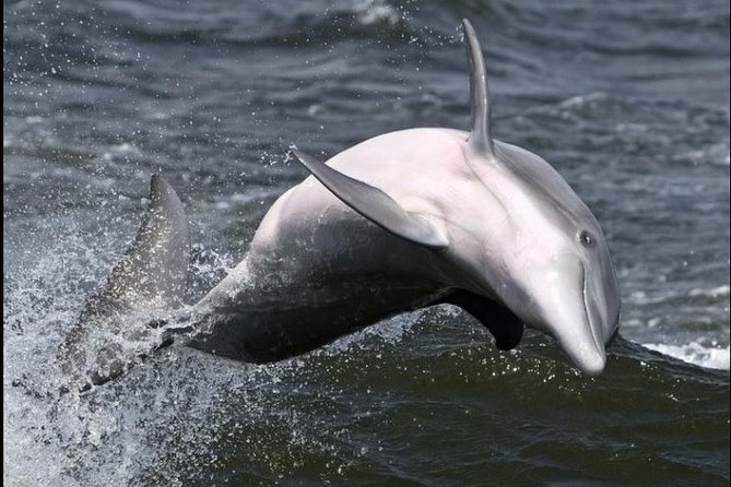 Hilton Head Island Dolphin Watching Nature Cruise - Onboard Experience