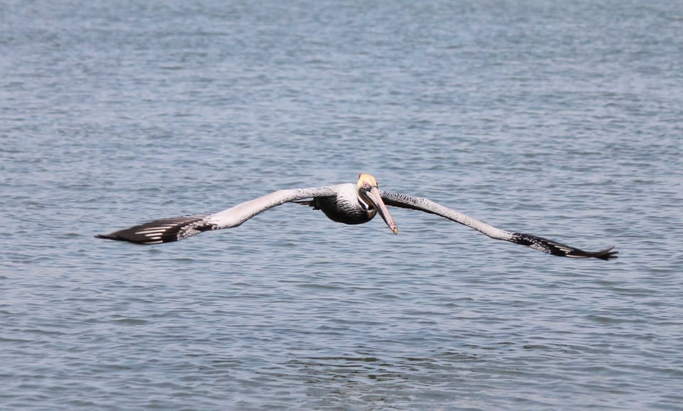 Hilton Head: Sunset or Daytime Dolphin Watching Cruise - Meeting Point and Check-in