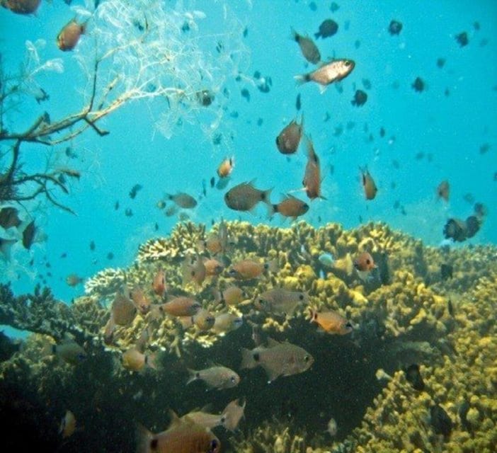 Hoi An: Cham Islands Snorkeling Trip by Speedboat With Lunch - Included Activities