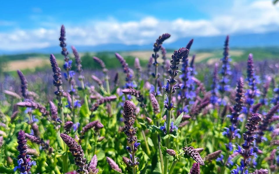 Hokkaido: Biei Furano One-Day Tour (Lunch&Melons Option) - Herb Garden Furano