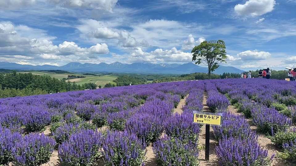 Hokkaido: Flower Sea, Pastoral, and Natural Scenery Day Tour - Important Information for Tourists