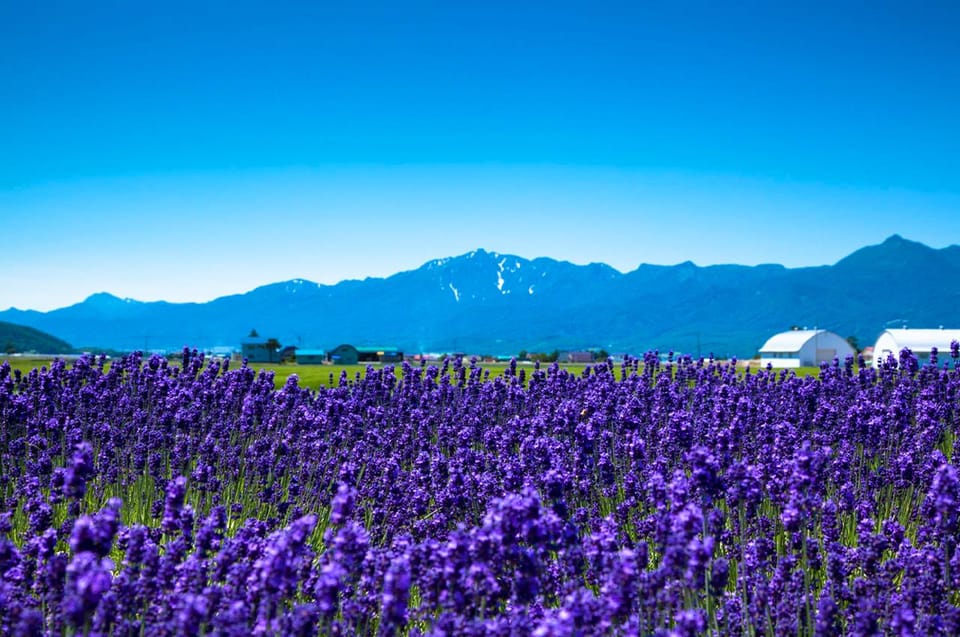 Hokkaido:Biei, Flower Sea Full-Day Tour With Lunch Options - Meeting Point and Arrival