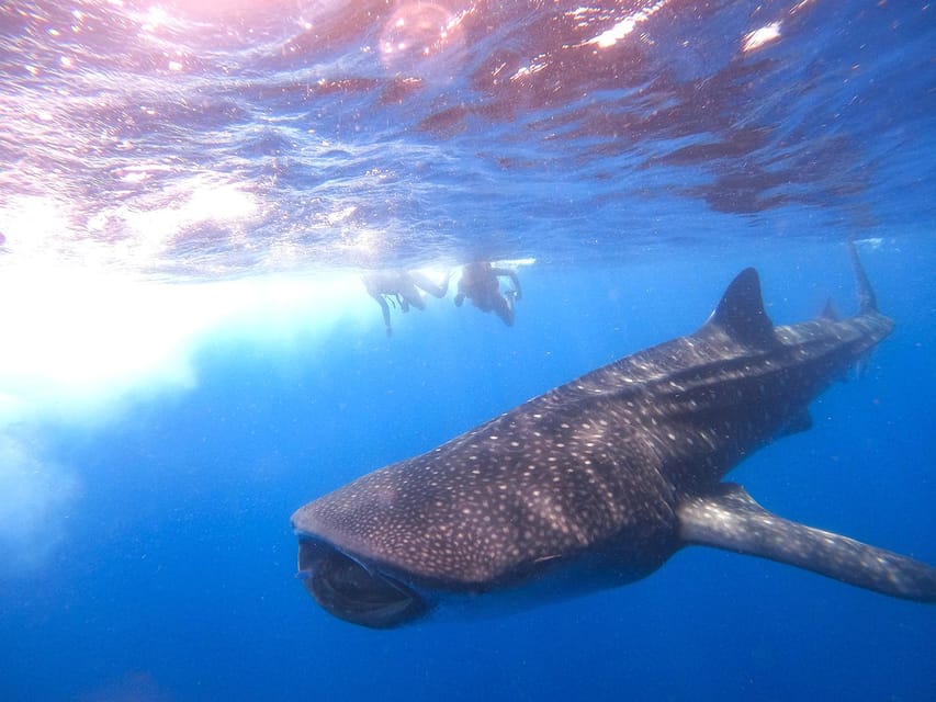 Holbox: Swimming With Wild Whale Sharks Boat Trip - Inclusions and Exclusions