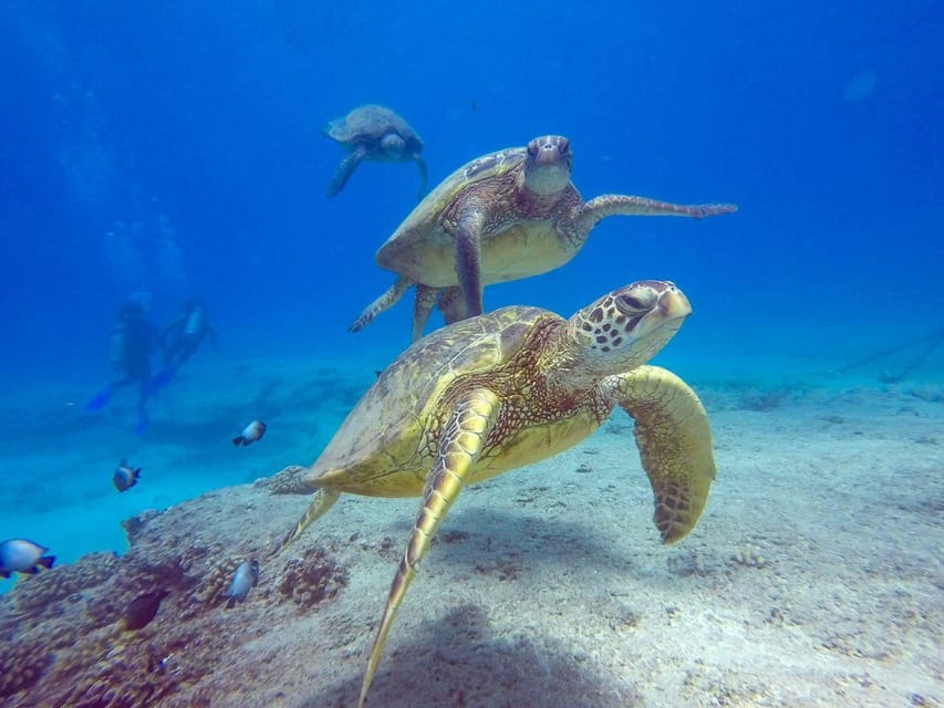 Honolulu: Scuba Diving for Certified Divers - Health and Safety Guidelines