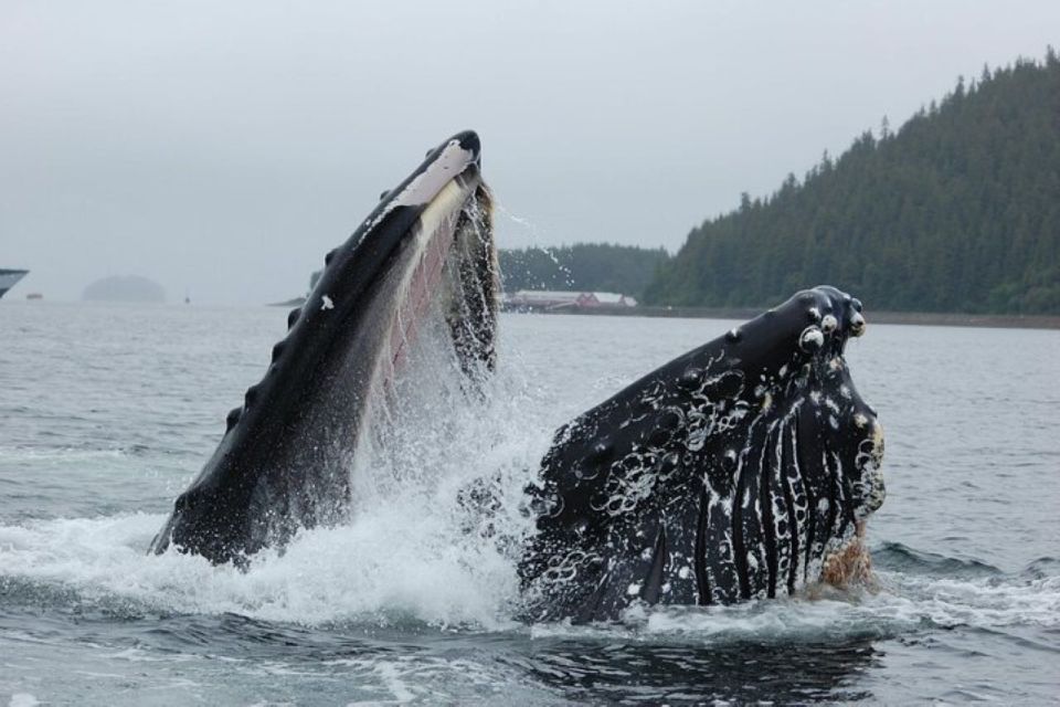 Hoonah: Whale Watching Cruise - Inclusions of the Cruise