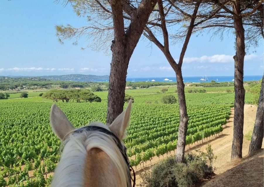 Horse Back Riding + Wine Tasting in Ramatuelle - Scenic Views and Highlights