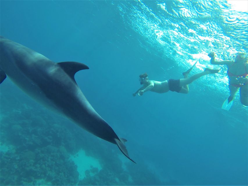 Hurghada: Speedboat Dolphin Watching & Snorkeling With Lunch - Inclusions and Amenities