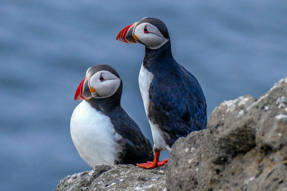 Húsavík: Big Whales and Puffin Island Speedboat Tour - Included Amenities