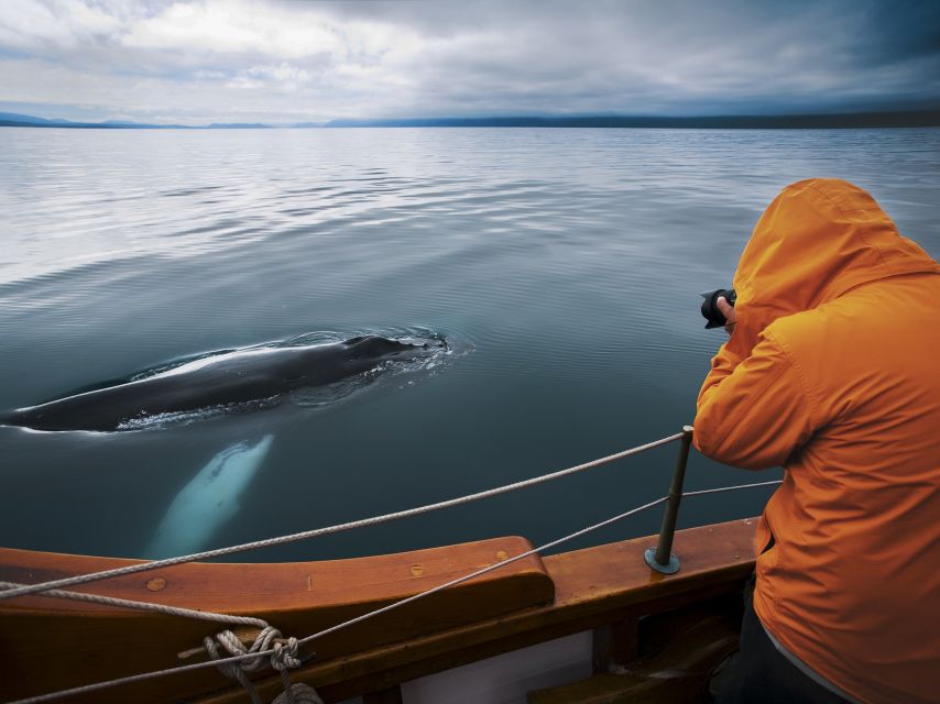 Húsavík: Whale Watching on a Carbon Neutral Oak Boat - Customer Ratings and Reviews