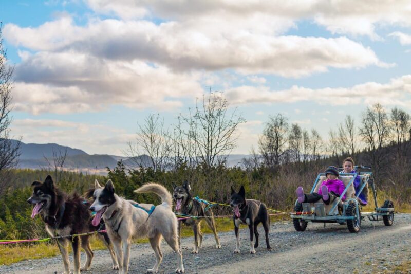 Husky Safari and Guided Tour. Autumn - Booking Process