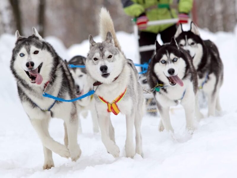 Husky Sledding Ride 1,5 Km Family Trip - What to Bring